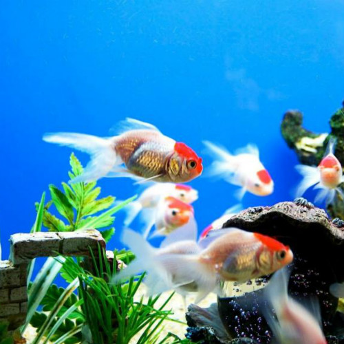 Aquarium & Fish Accessories