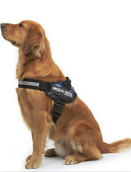 Dog Collars, Harnesses & Lea...